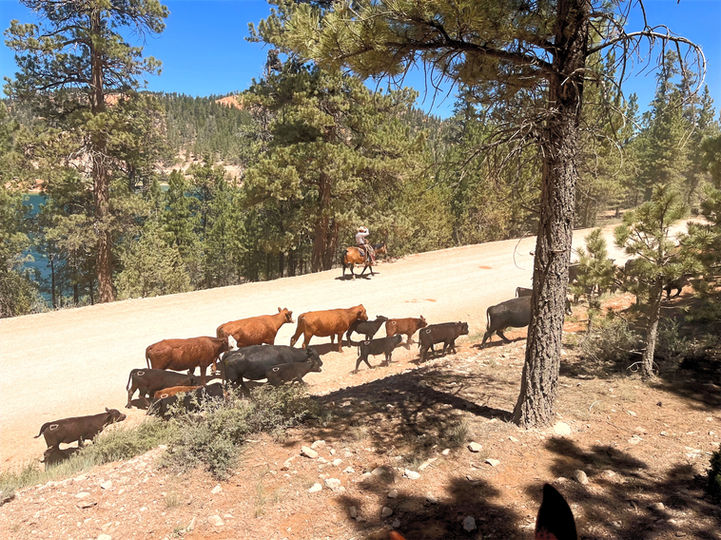 A historic summer cattle drive through the high-mountain meadows of Alton, Utah, preserving the heritage of the American West near Bryce Canyon.