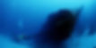 hilma-hooker-Bonaire_Tourism.jpg