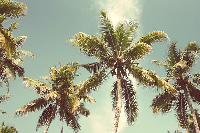 Palm Trees_edited_edited.jpg