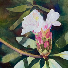 Spring in the Smokies