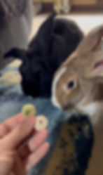 Thumbnail: Banana Donuts [15pcs]