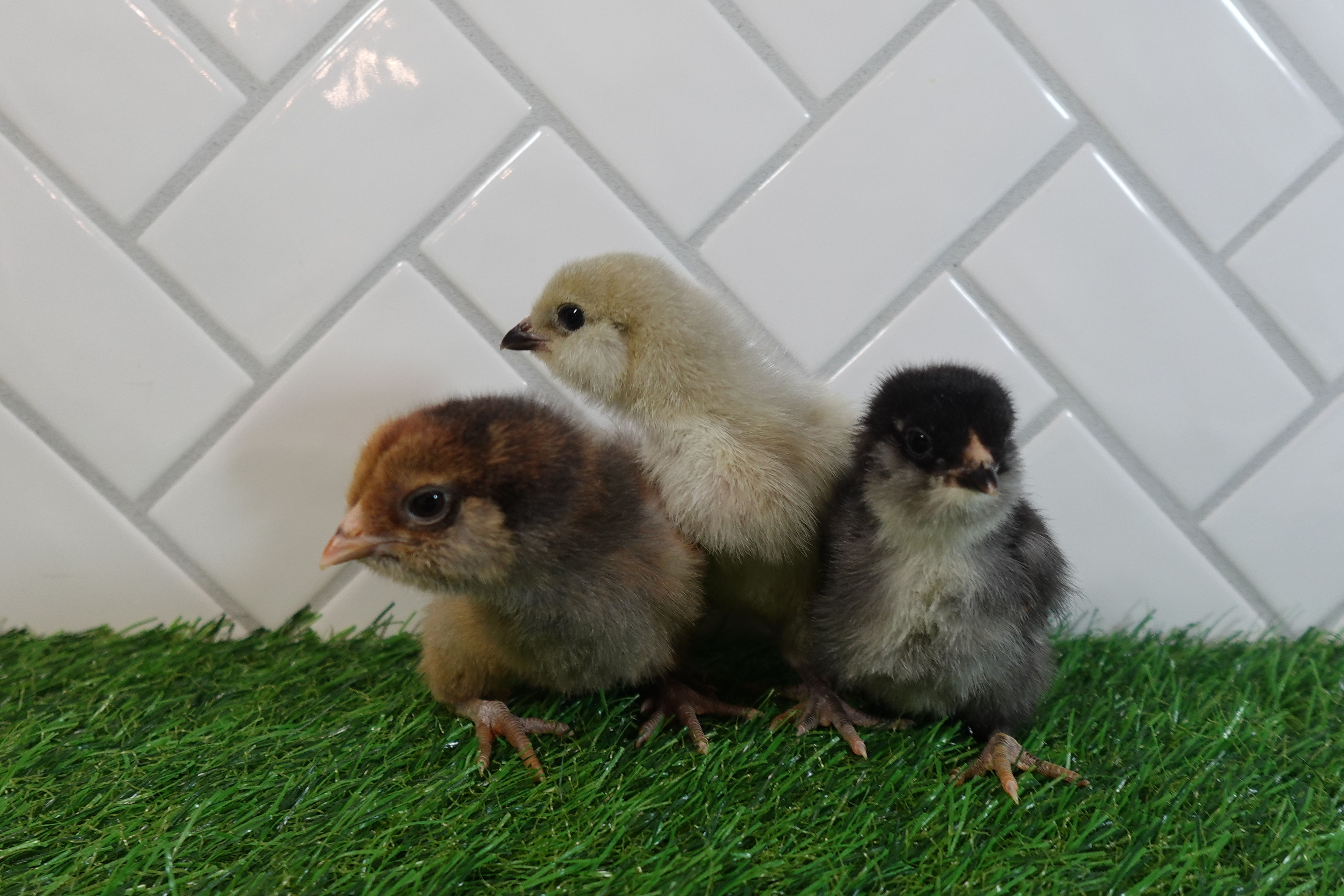 Hatchery Choice Rainbow Egg Basket