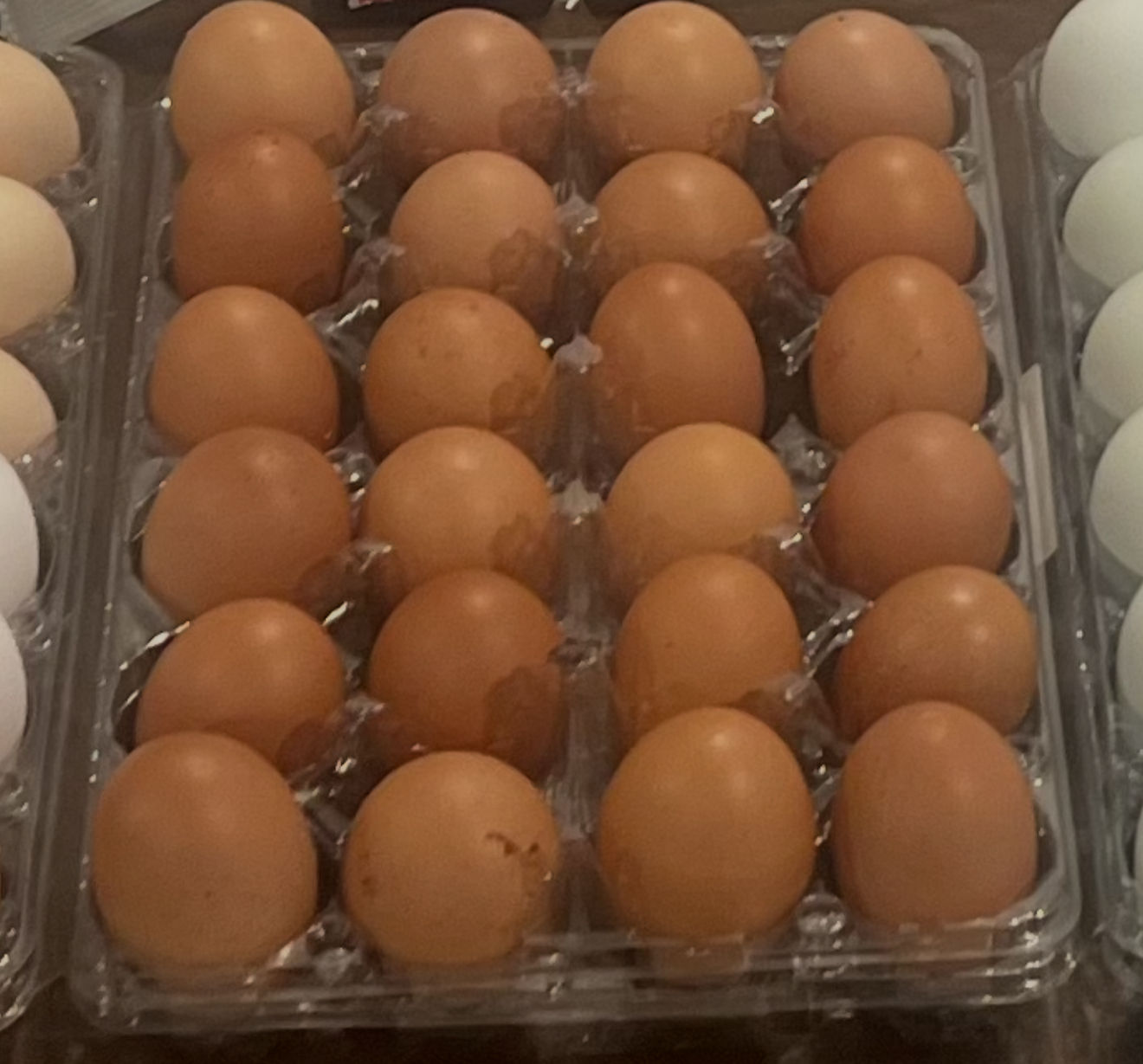 Gold Sexlink Hatching Eggs 