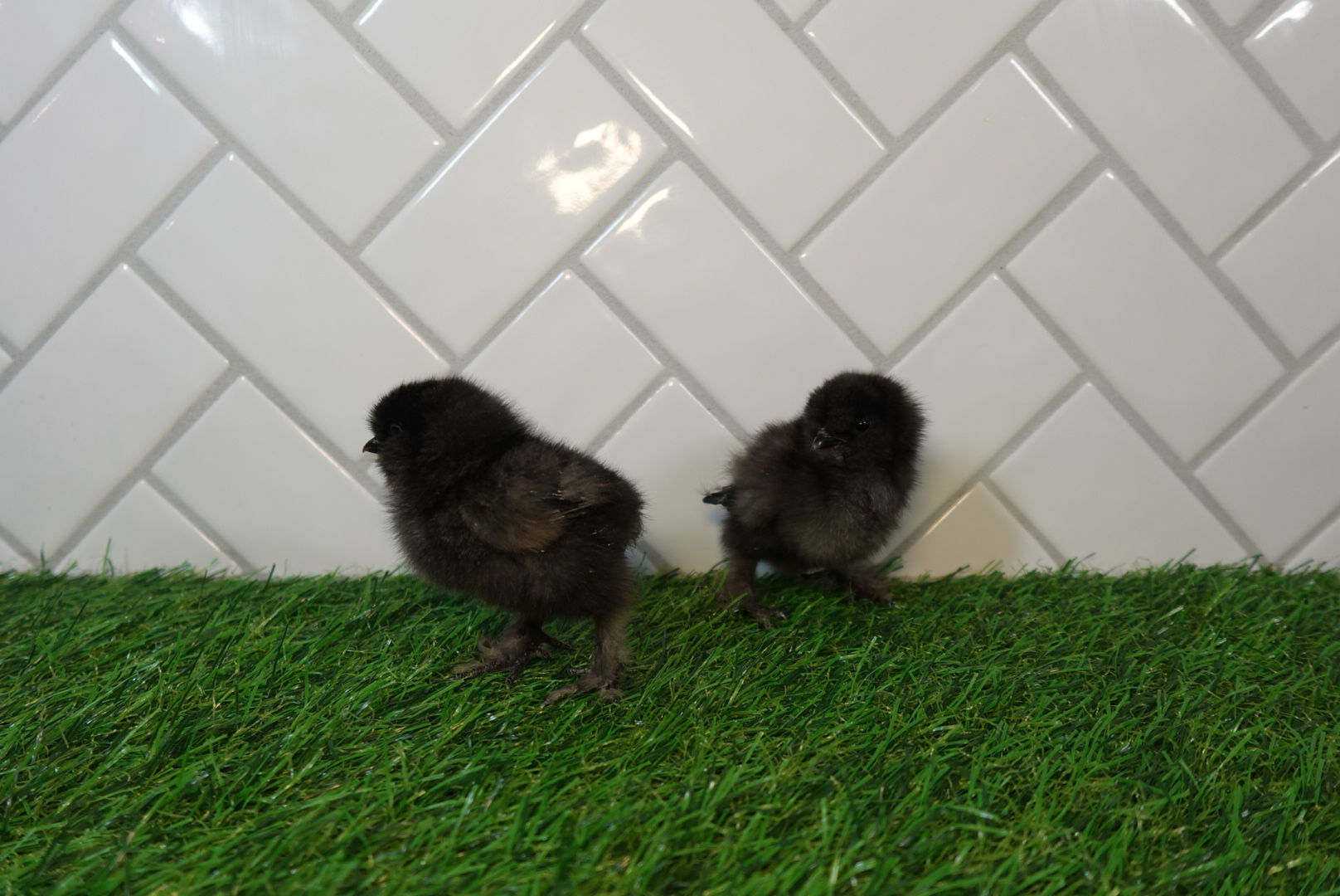 Black Silkie 