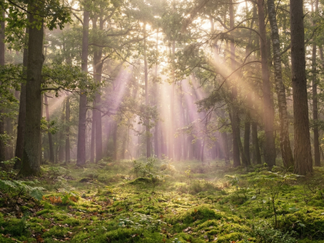 Hier sind beide Elemente: Alt Text (für Barrierefreiheit und SEO): Lichtstrahlen brechen durch einen mystischen Wald mit moosigem Boden – Symbol für göttliche Anbindung und innere Führung