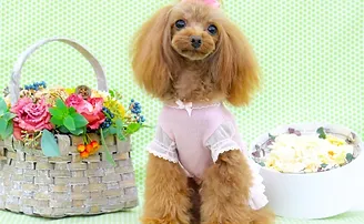 富士でトリミングを利用するなら丁寧なケアを心がける【ペットサロンCAN・CAN】へ