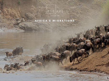 The 9 Greatest Migrations in Africa