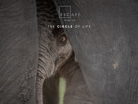 The Circle of Life