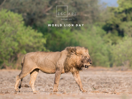 World Lion Day