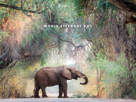World Elephant Day