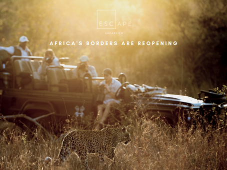 Planning Your Next Safari: An African Travel Update