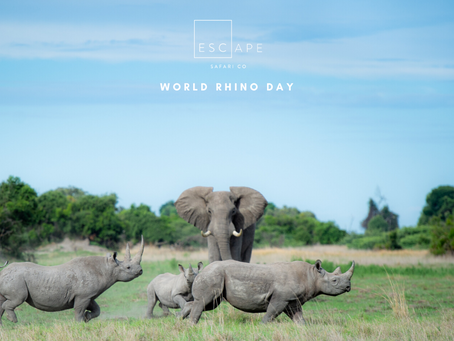 World Rhino Day