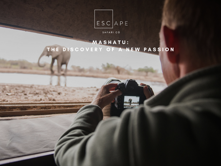 Mashatu: The Discovery of a New Passion