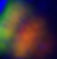 RgAc_mCherryGFP_ABC_2F_injsite_10x_edited_edited.jpg