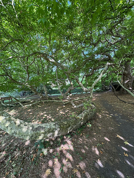 Mature Xerxes Plane tree with sprawling branches in Emmanuel College gardens, Cambridge