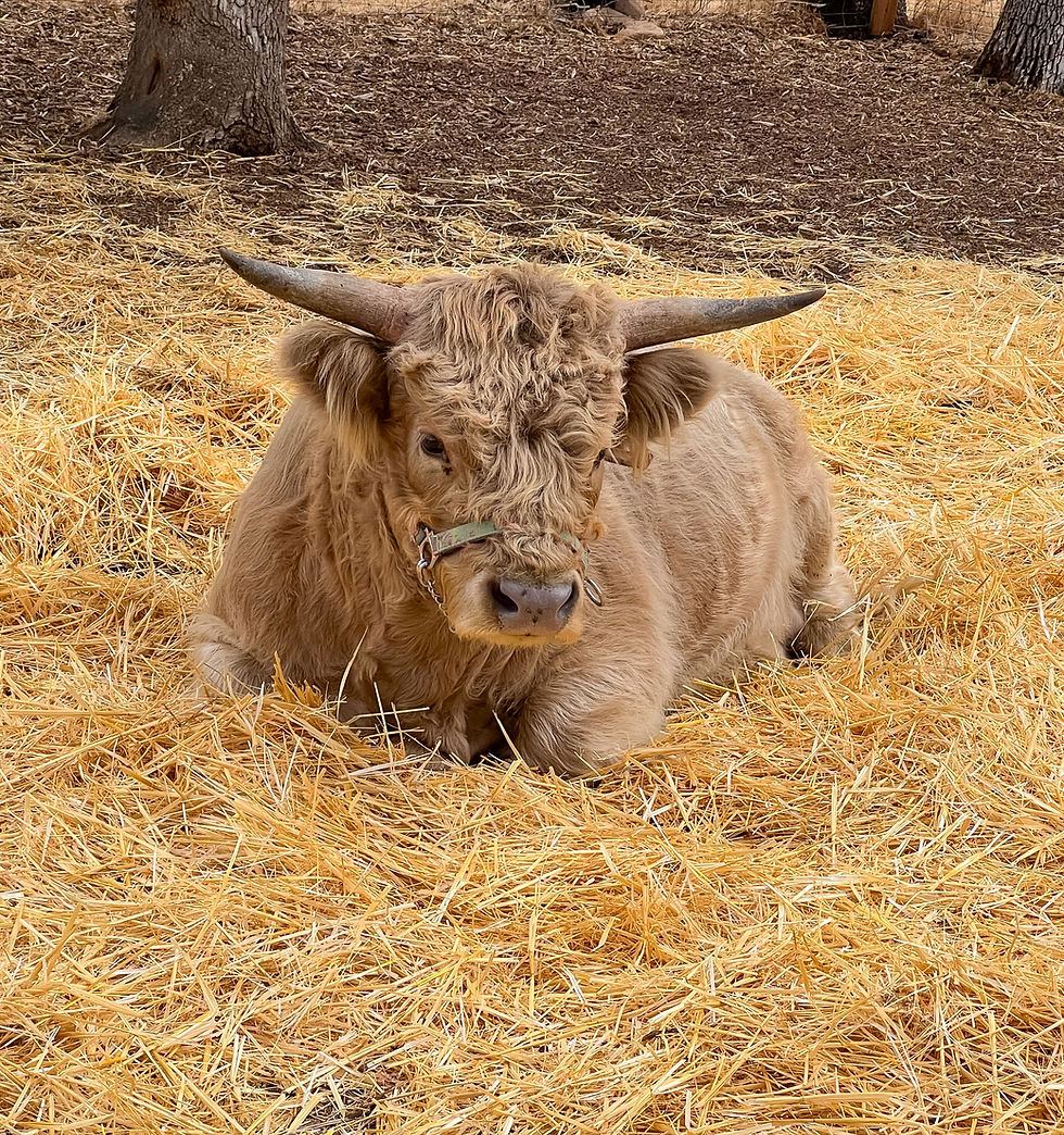 Calm Miniature Highland Bull, Roy