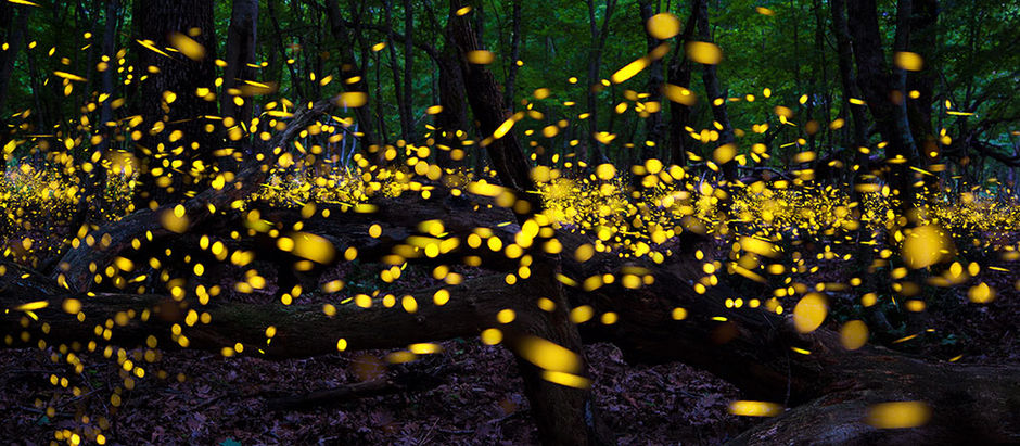 Lucioles dans la Selva