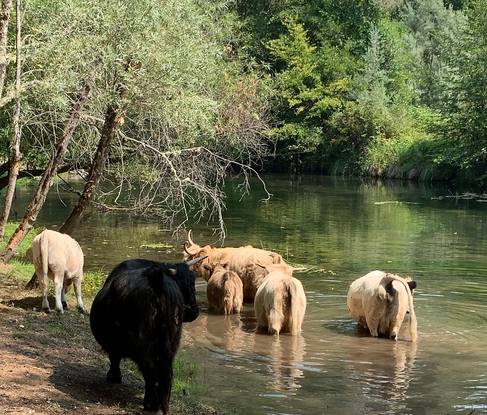 Miniature Highlands in Rogue River. Southern Oregon