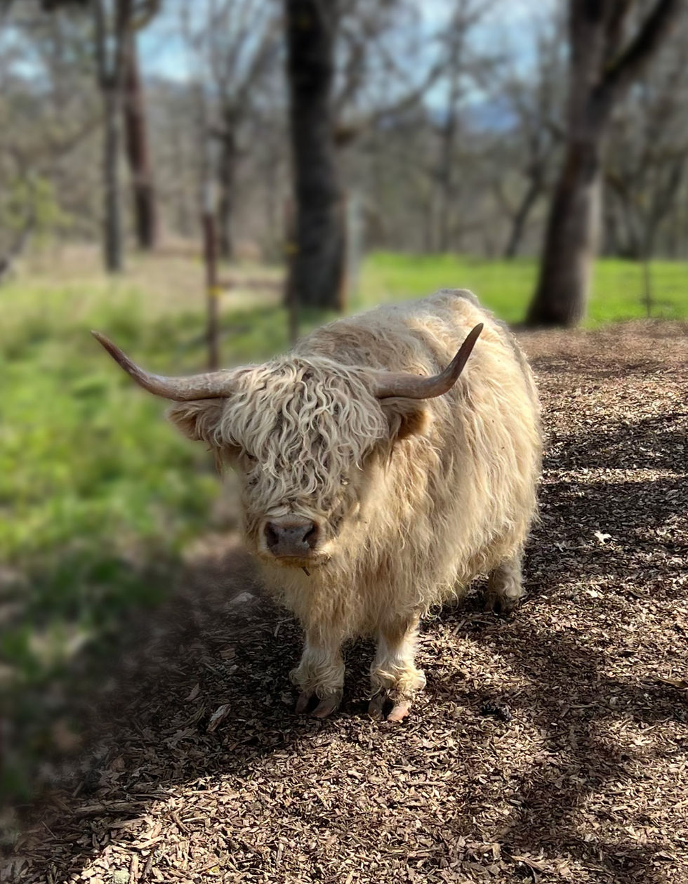 Silver Dun Miniature Highland