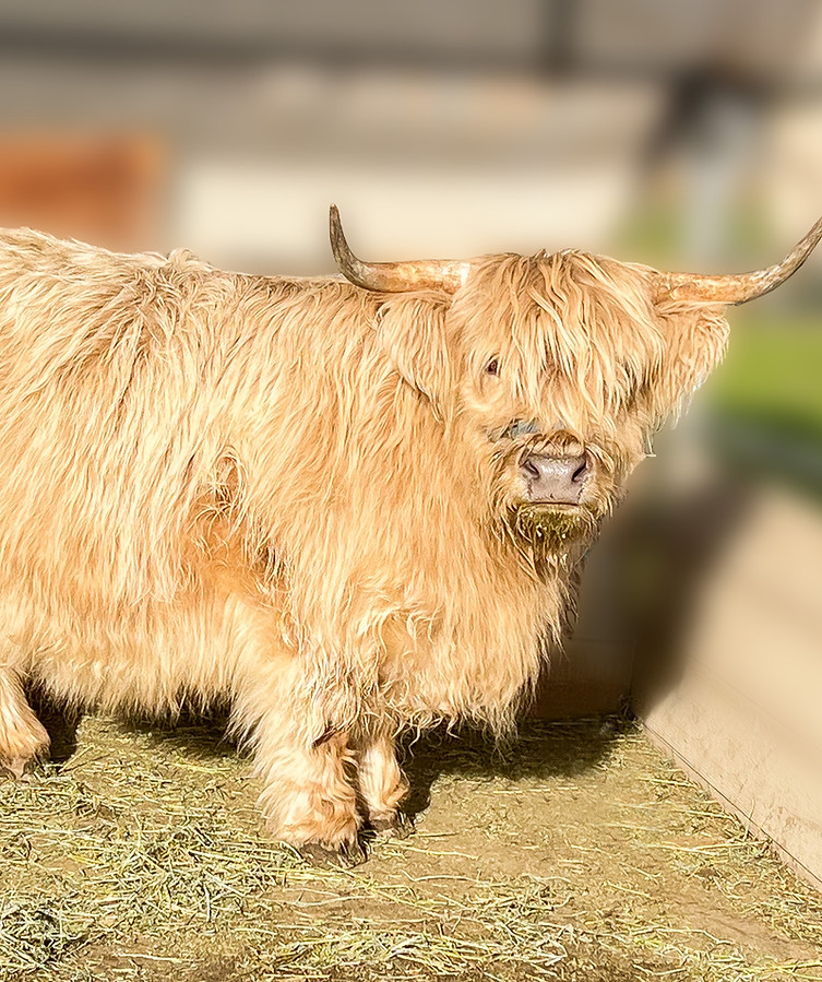 Silver Dun Miniature Highland