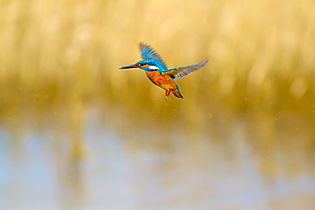 AdobeStock_265402819.jpeg