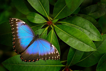 retraite spirituelle-haute amazonie du pérou Lucille aimée Madrecita
