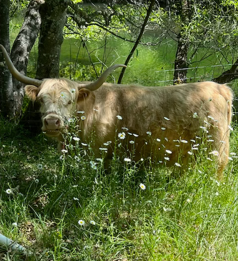 Silver Dun Miniature Highland