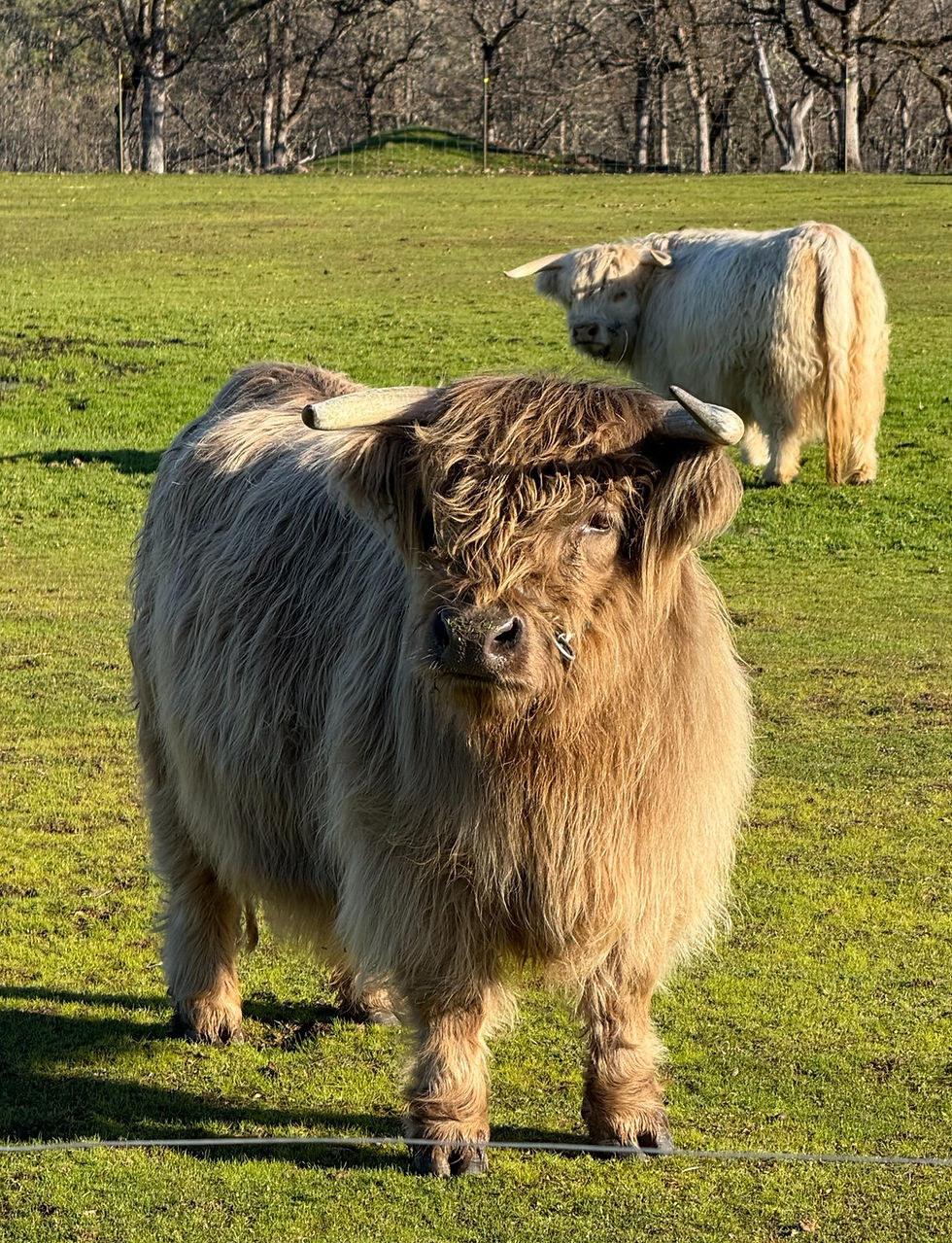 Dun Miniature Highland