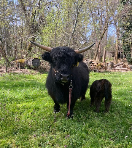 Black Miniature Highland