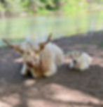 Mini Highland Bull Calf in Southern Oregon
