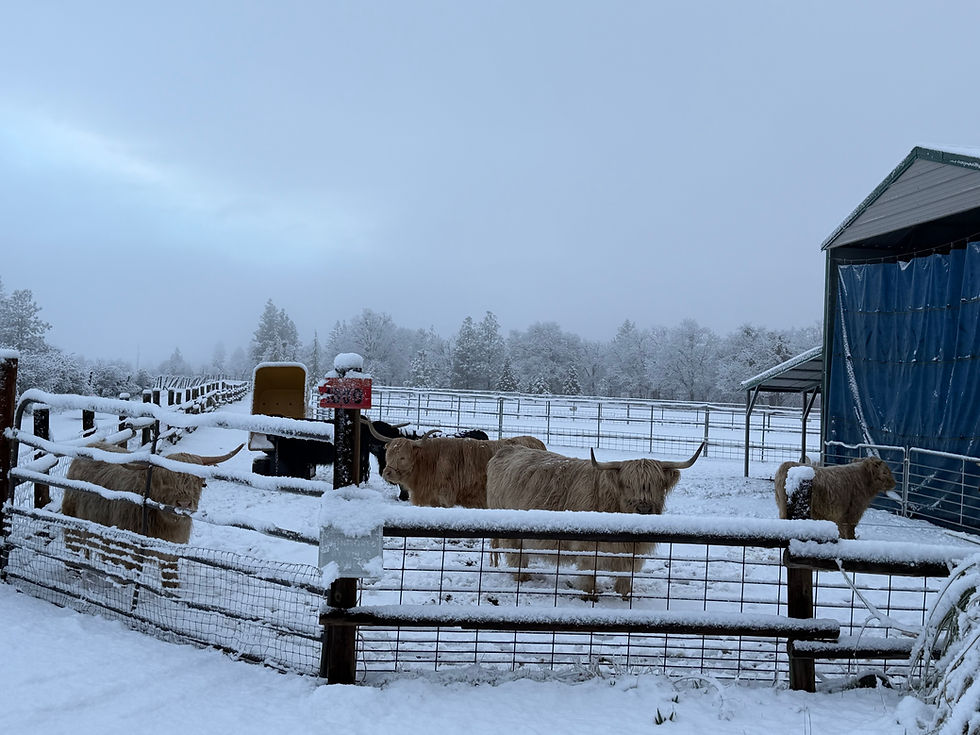 Mini Highlands in snow in southern oregon