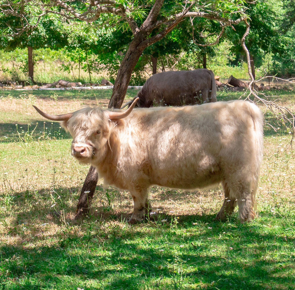 White fluffy Miniature Highland