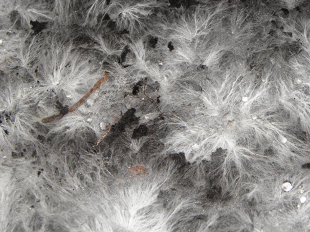 mycelium.png