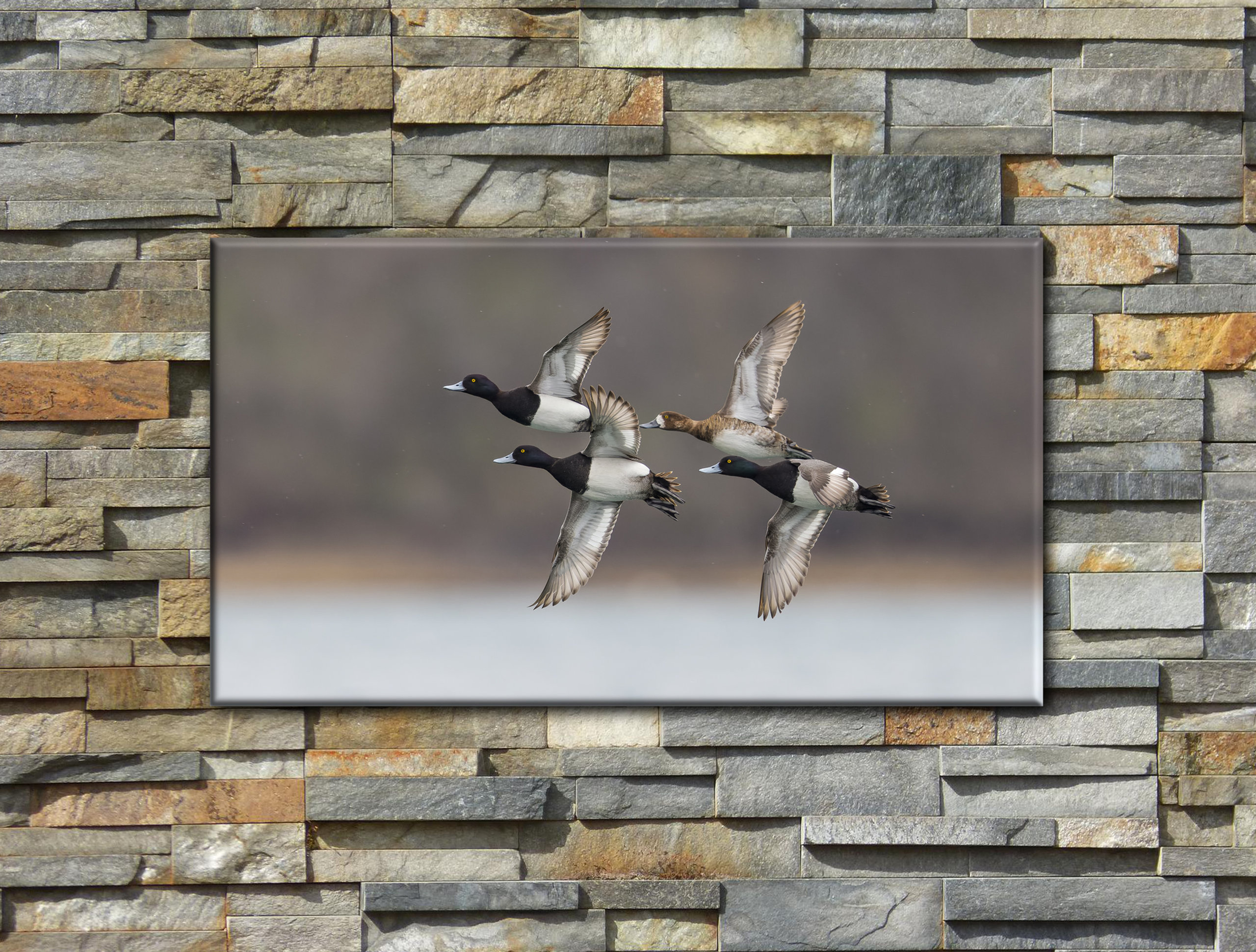 Lesser Scaup "Early Spring Sleet"