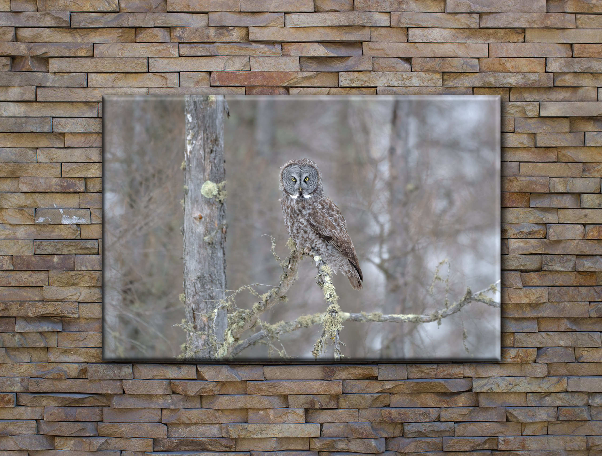 Great Grey Owl "Winter Perch"
