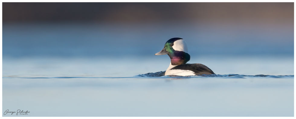 Bufflehead_210311_165017-4.jpg