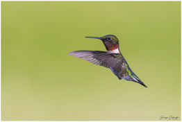 Ruby-throated Humiingbird_220607.jpg