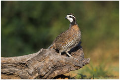 Northern Bobwhite.jpg
