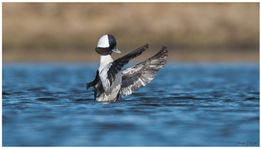 Bufflehead.jpg