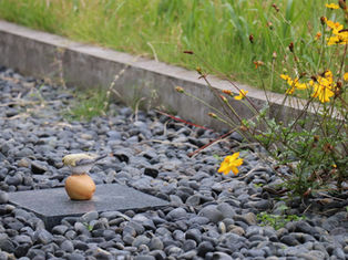 体験レッスン募集休み