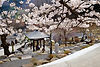 2021_桜.jpg