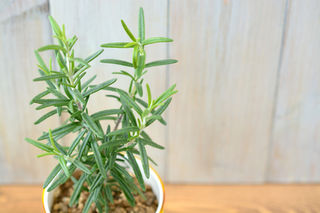 Blog Rosemary Blog Rosemary