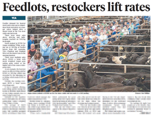 Feedlots, restockers lift rates