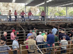 Yea store cattle sale: Weaner steers make 700c/kg