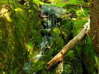 Mossy Brook Trail: Jaffrey, N.H.