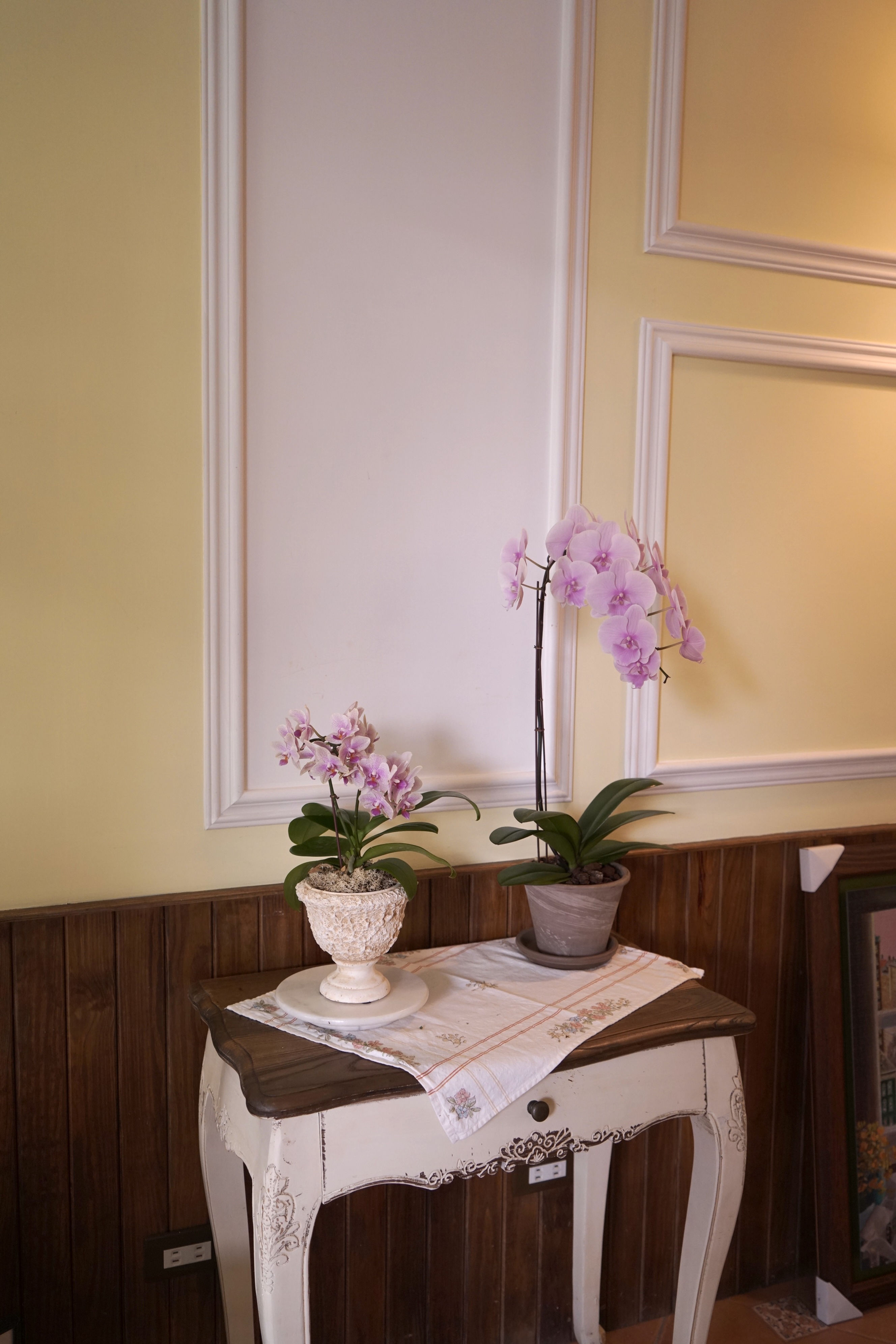 Orchid Light 一隅蘭光