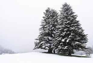 _DSC2223.jpg