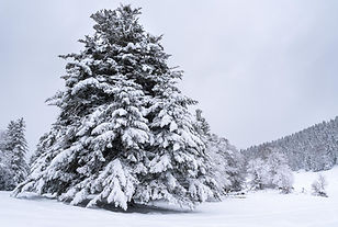 _DSC5615.jpg