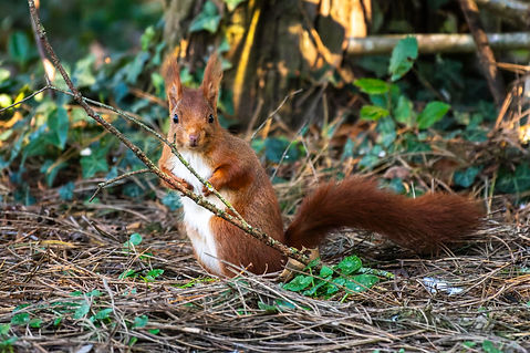 _DSC7307-ARW_DxO_DeepPRIME.jpg