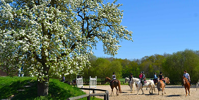 Stage d'équitation classique 2 copie.jpg